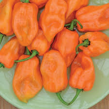 Afbeeldingsresultaat voor orange habanero hot pepper