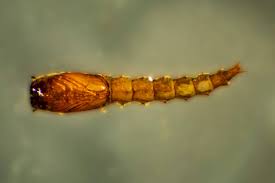 Attēlu rezultāti vaicājumam “Chironomidae larvae”