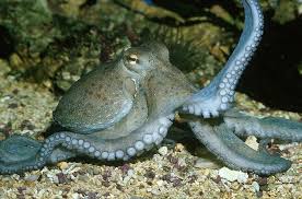 Image result for Octopus vulgaris