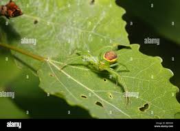 Attēlu rezultāti vaicājumam “Diaea dorsata female”
