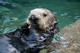 Image result for Worthing Otters