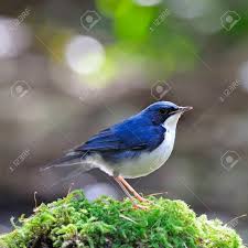 Image result for Luscinia cyane