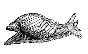 Attēlu rezultāti vaicājumam “Leucochloridium paradoxum”