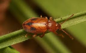 Attēlu rezultāti vaicājumam “Endomychidae”