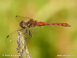 Attēlu rezultāti vaicājumam “Sympetrum sanguineum male”