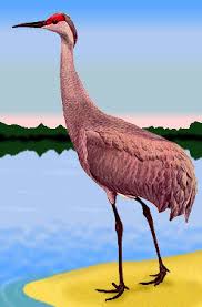 Image result for Grus canadensis