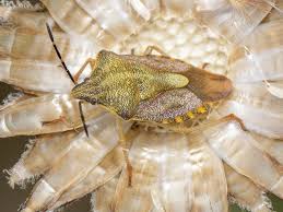 Attēlu rezultāti vaicājumam “Carpocoris sp.”