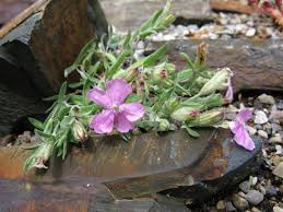 Attēlu rezultāti vaicājumam “Silene chlorantha”