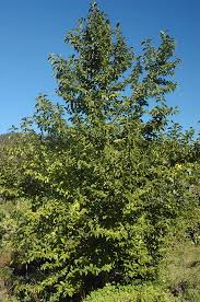 Attēlu rezultāti vaicājumam “Magnolia kobus”