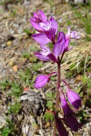 Attēlu rezultāti vaicājumam “Polygala vulgaris flower”