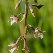 Attēlu rezultāti vaicājumam “Epipactis palustris bud”