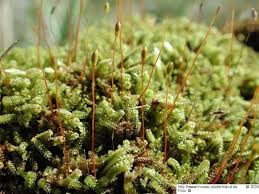 Attēlu rezultāti vaicājumam “Oxyrrhynchium hians var. rigidum macro”