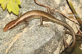 Risultati immagini per dasia smaragdina