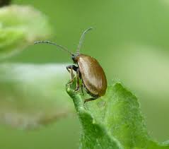Attēlu rezultāti vaicājumam “Lochmaea caprea”