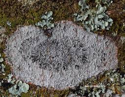 Attēlu rezultāti vaicājumam “Phaeographis dendritica”