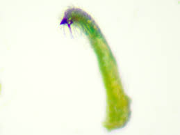 Attēlu rezultāti vaicājumam “Psylla alni”