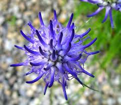 Attēlu rezultāti vaicājumam “Phyteuma spicatum fruit”
