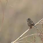 Image result for Emberiza fucata