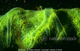 Attēlu rezultāti vaicājumam “Spongilla lacustris”