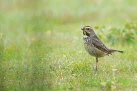 Attēlu rezultāti vaicājumam “Luscinia svecica adult”