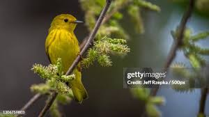 Image result for Dendroica petechia