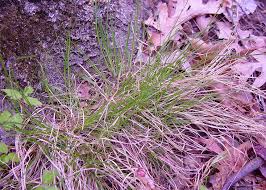 Attēlu rezultāti vaicājumam “Carex scandinavica”