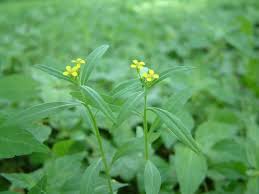Attēlu rezultāti vaicājumam “Erysimum cheiranthoides flower”