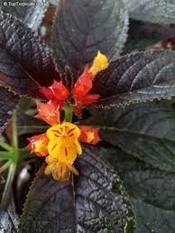 Attēlu rezultāti vaicājumam “Comatricha pulchella”