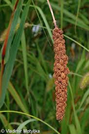 Attēlu rezultāti vaicājumam “Setaria italica”