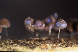 Attēlu rezultāti vaicājumam “Stemonitidaceae”