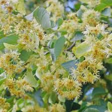 Attēlu rezultāti vaicājumam “Tilia platyphyllos subsp. cordifolia flower”