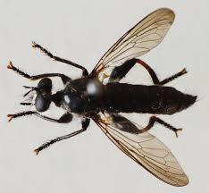 Attēlu rezultāti vaicājumam “Choerades sp.”