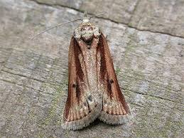 Attēlu rezultāti vaicājumam “Nycteola sp.”