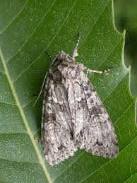 Attēlu rezultāti vaicājumam “Polia nebulosa”