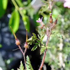 Attēlu rezultāti vaicājumam “Geraniaceae”