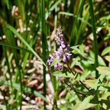 Attēlu rezultāti vaicājumam “Stachys palustris bud”