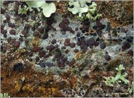 Attēlu rezultāti vaicājumam “Lecidella elaeochroma”