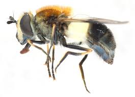 Attēlu rezultāti vaicājumam “Leucozona lucorum”