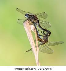 Attēlu rezultāti vaicājumam “Leucorrhinia pectoralis female”