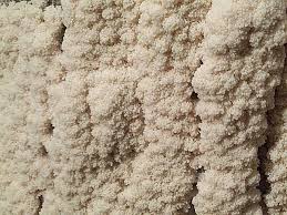 Attēlu rezultāti vaicājumam “Brefeldia maxima plasmodium”