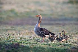 Attēlu rezultāti vaicājumam “Anser anser juvenile”