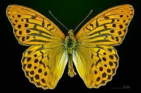 Attēlu rezultāti vaicājumam “Argynnis paphia larva”