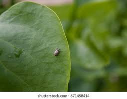Attēlu rezultāti vaicājumam “Polydrusus tereticollis”