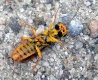 Attēlu rezultāti vaicājumam “Acantholyda posticalis”