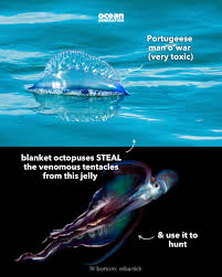 Attēlu rezultāti vaicājumam “Polypogon tentacularius male”