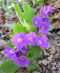 Attēlu rezultāti vaicājumam “Primula x margotae”