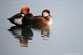 Image result for Netta rufina