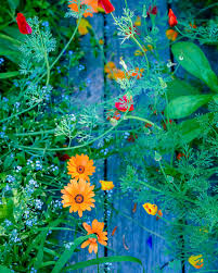 Image result for Dimorphotheca sinuata