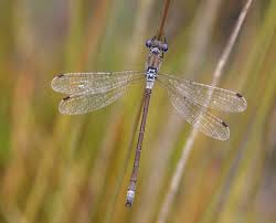 Attēlu rezultāti vaicājumam “Lestes dryas”