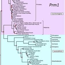Attēlu rezultāti vaicājumam “Microbotryum tragopogonis - pratensis”